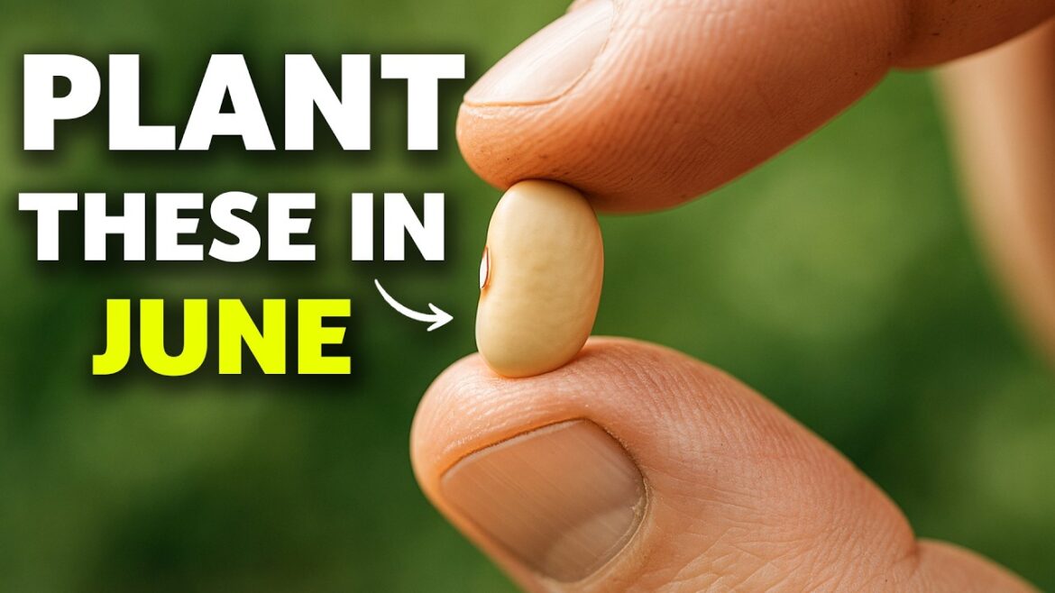 James Prigioni: You MUST Plant These Crops in JUNE You MUST Plant These Crops in JUNE