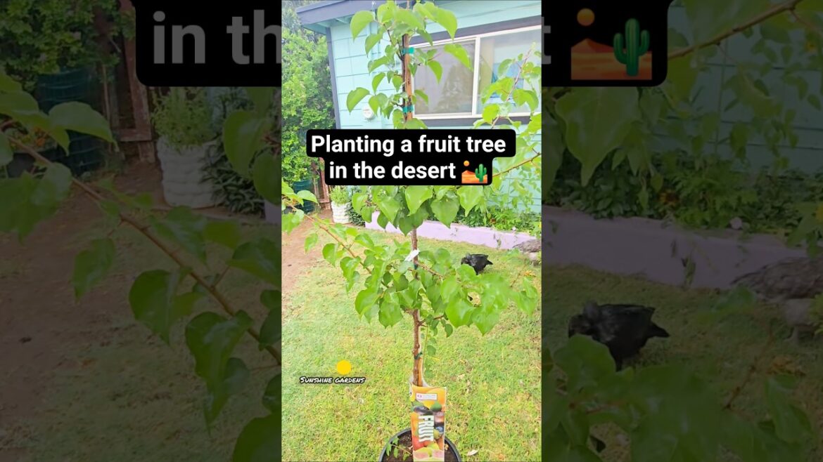 Planting a fruit tree!! #apricot #fruittrees #backyardgarden