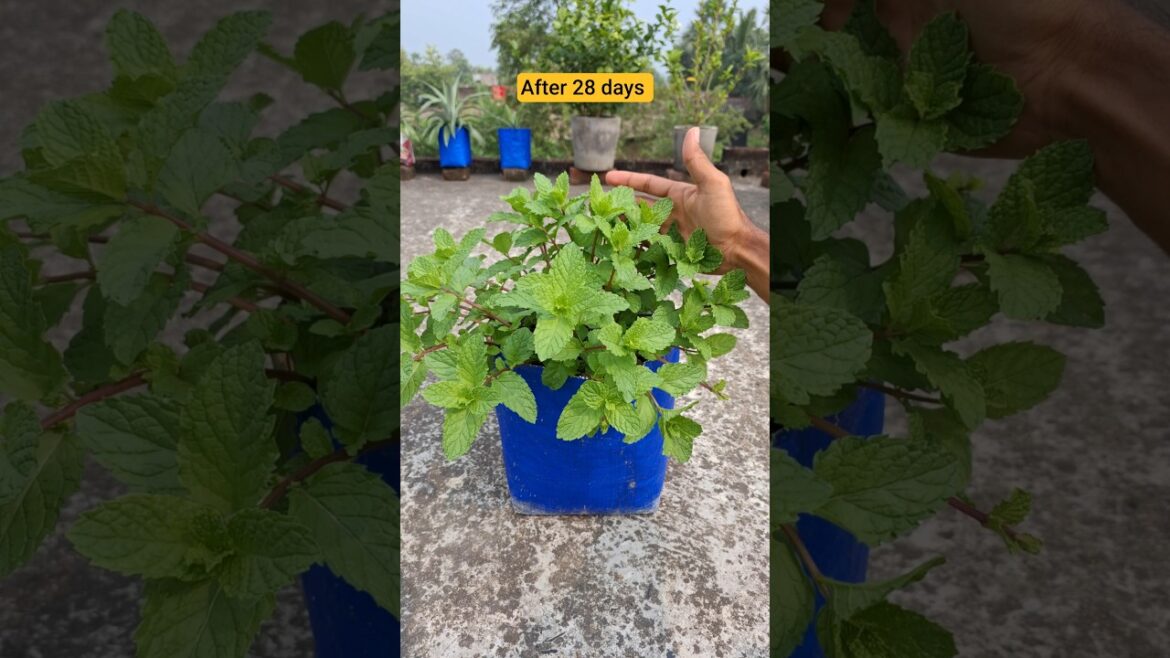 How to grow mint at home || pudina kaise ugaye #shorts #growmint