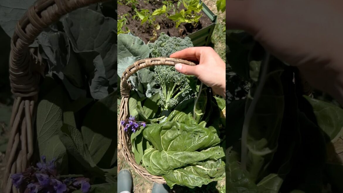 NO NEED for grocery stores – full day veggie harvest from a small garden ๐ฟ NO NEED for grocery stores - full day veggie harvest from a small garden ๐ฟ