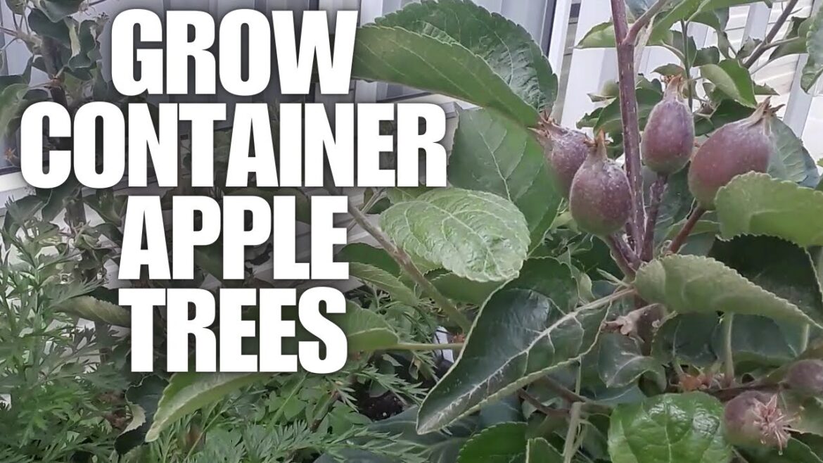 Growing Container Dwarf Apple Trees [Container Gardening ]