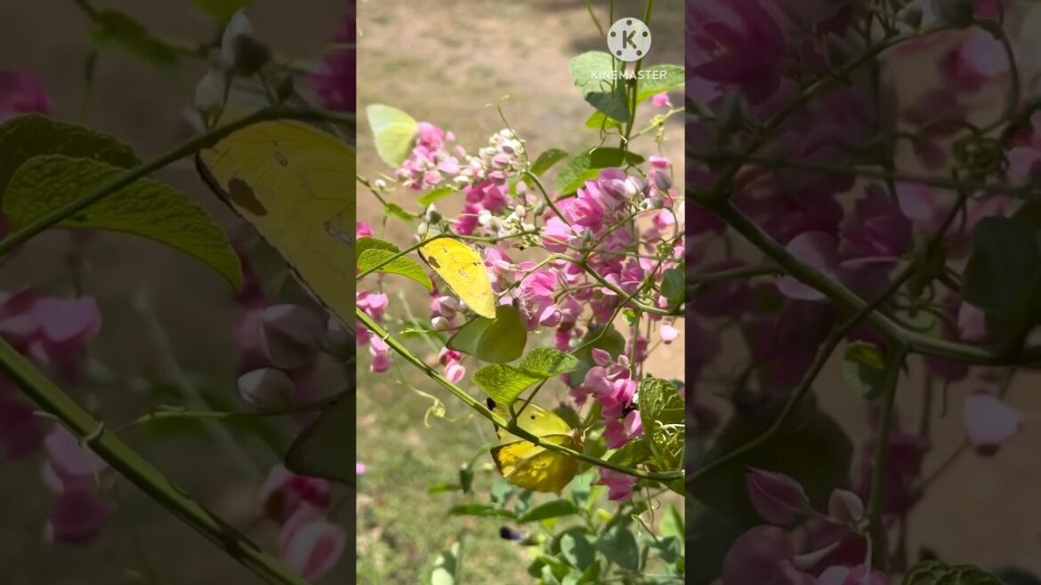 Edible “chain of love” 🩷🩷🩷#edibleflowers #love #heart #flowers #salad #food #cooking #gardening