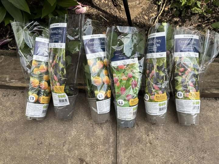 Six potted raspberry and blackberry plants.