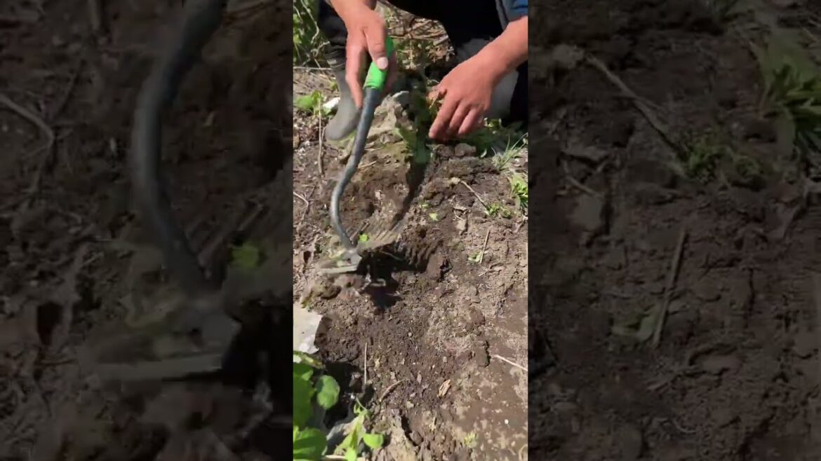 Rural Farmer build pens #12975