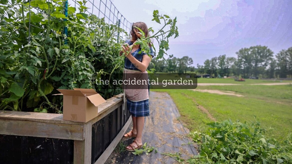 the compost pile garden (how tomatoes want to grow) | VLOG