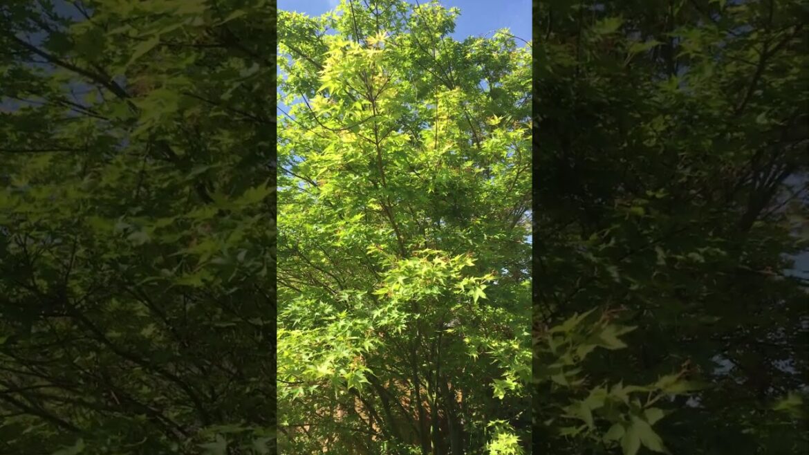 Japanese Maple Green Seedings and silverberry elaeagnus – Spring 2025 Japanese Maple Green Seedings and silverberry elaeagnus - Spring 2025