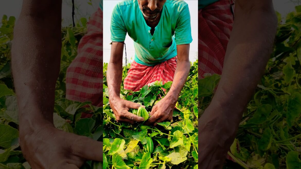 No Tools, Just Hands – Traditional Pointed Gourd Picking 🙌 #shorts No Tools, Just Hands – Traditional Pointed Gourd Picking 🙌 #shorts