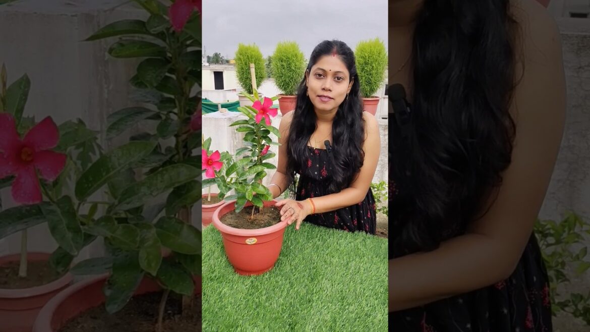 Gardening mistakes you should avoid😳 #shorts #ytshorts #garden #terracegarden #trending #tips