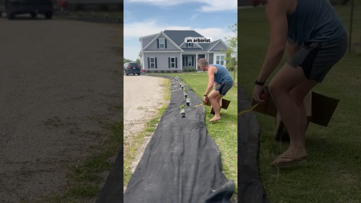 Hydrangea Tunnel Planting #mowing  #landscape #landscaping #planting #arborist #contractor