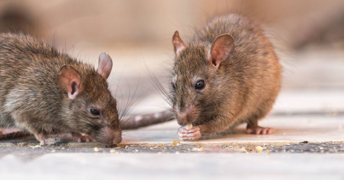 Common garden plants that will keep scurrying rats away ‘for good’ Ipso logo