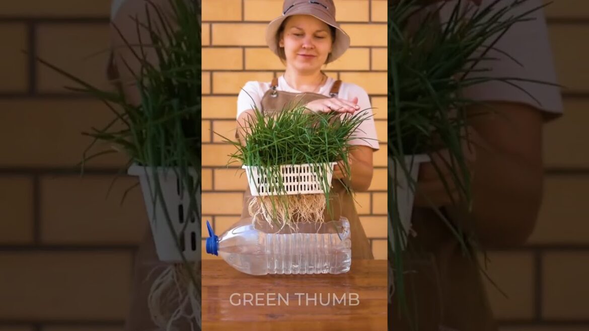 Secret Hacks for Indoor Plants That Will Surprise You 💦