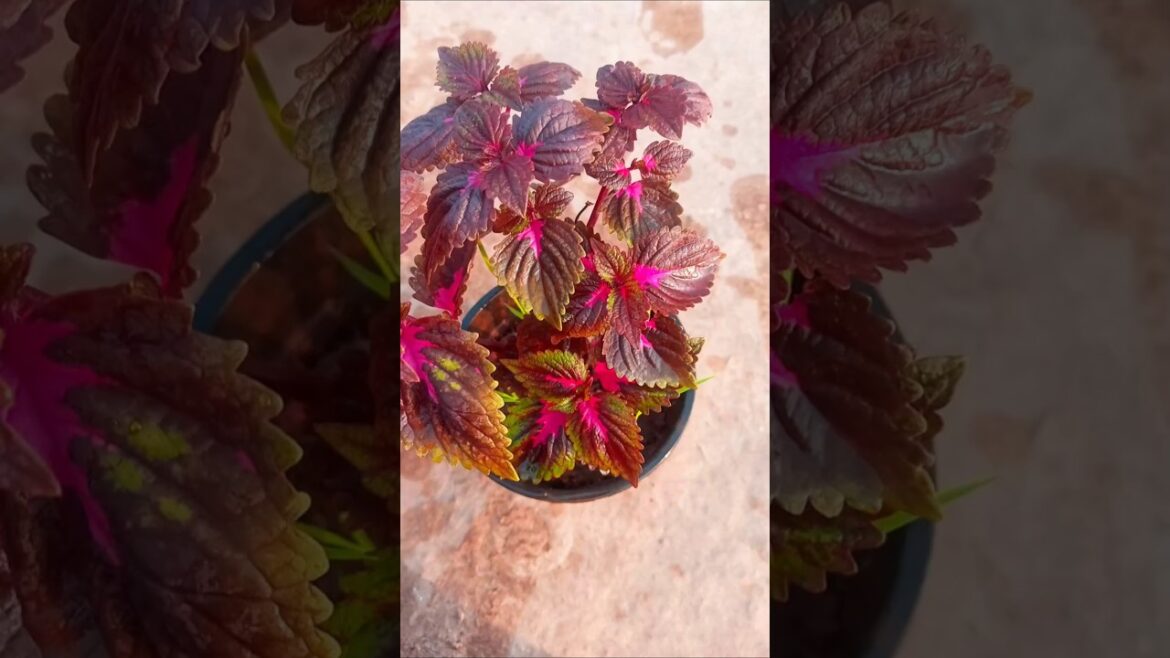 Coleus ko cutting se kaise grow kare #viralvideo #gardening #yt #shorts #shortsfeed #viralshorts