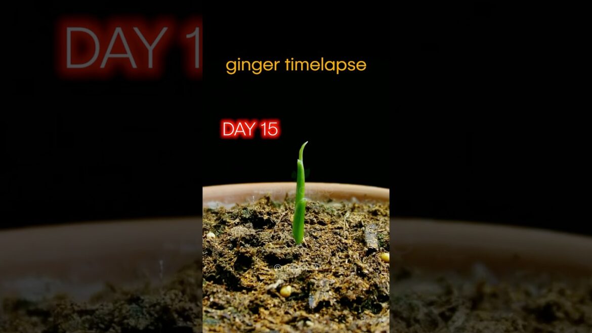 GINGER Growth & Harvest Timelapse - 225 Days in 50 Seconds 🫚