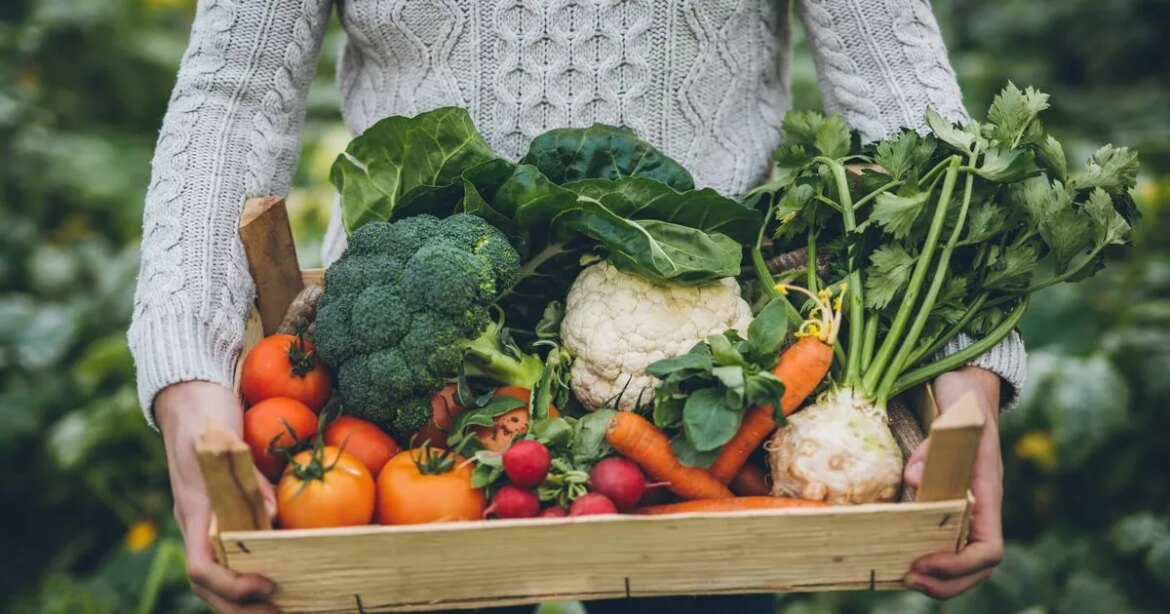 Gardener share five vegetables you can still plant now to harvest this year Ipso logo