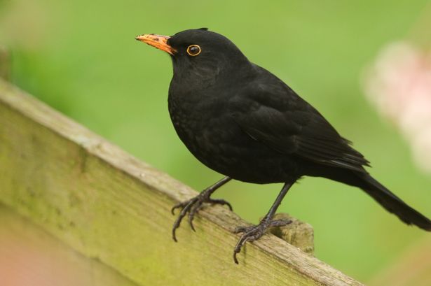 People with blackbirds in their garden are being urged to help out a special survey as the species is being hit with a disease