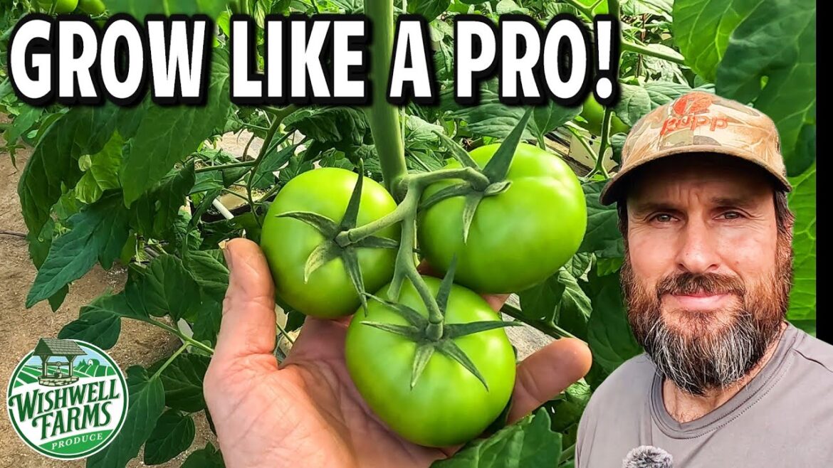 Master Tomato Growing with These 8 Pro Tips 🍅🔥