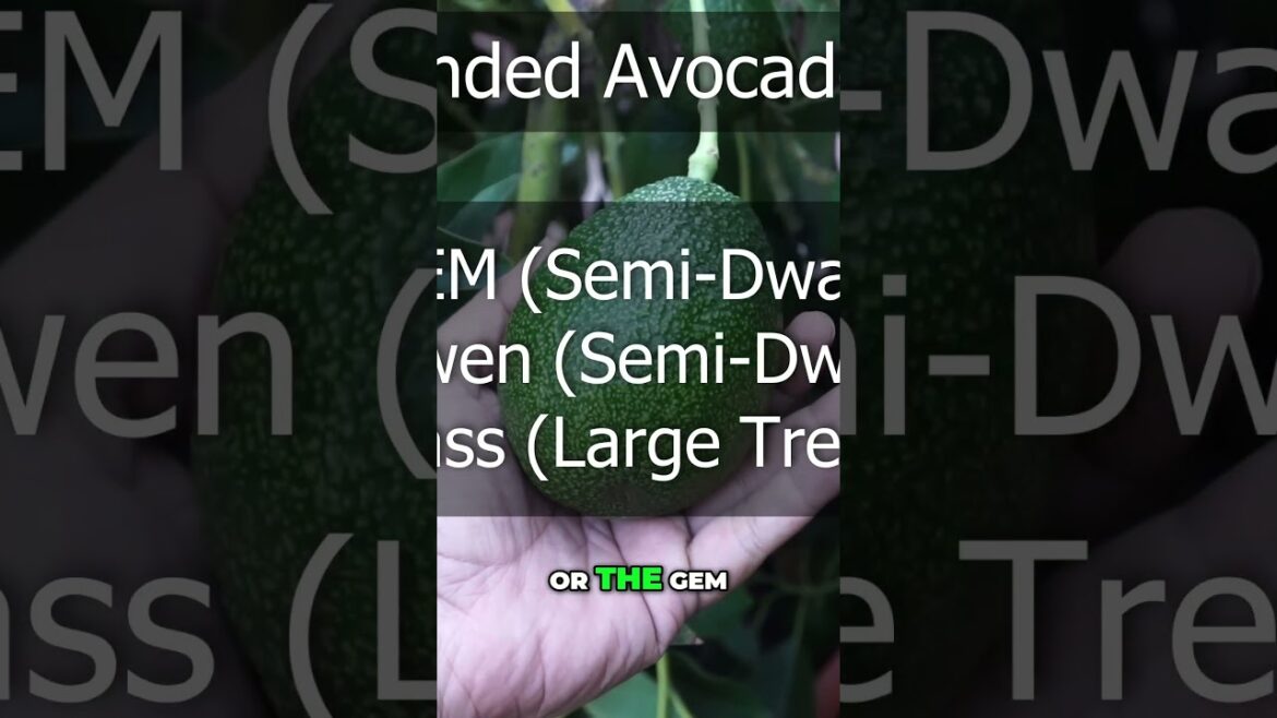 Dwarf Avocado Trees 🌿 Maximize Garden Space & Grow Your Own Avocados!