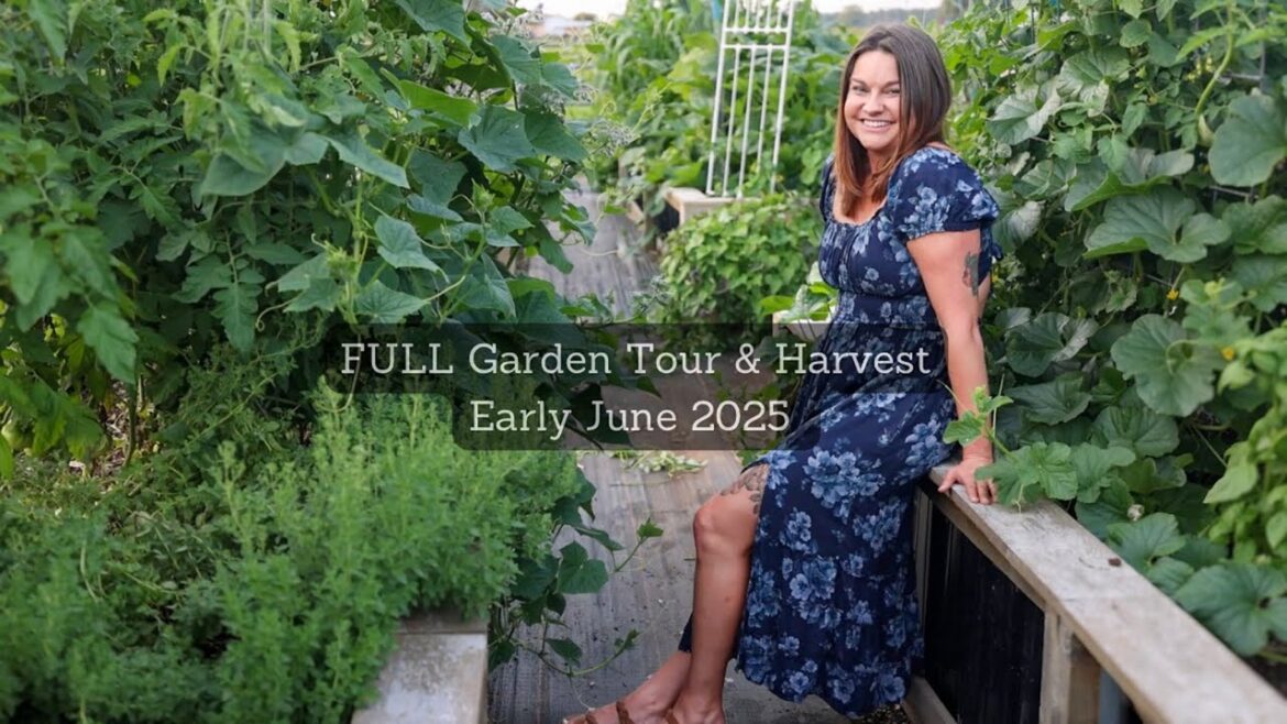 Roots and Refuge Farm: Full Garden Tour & Harvest | Early June 2025 Full Garden Tour & Harvest | Early June 2025