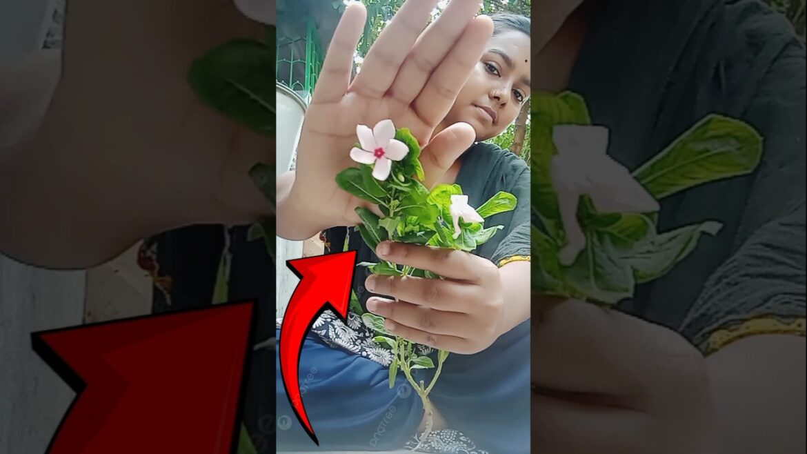 আচ্ছা চুরি করা কী অপরাধ🙁❌😊#shorts#trending #viral#summer #minivlog#viralvideo #trendingshorts#plant আচ্ছা চুরি করা কী অপরাধ🙁❌😊#shorts#trending #viral#summer #minivlog#viralvideo #trendingshorts#plant