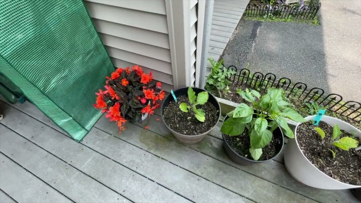 Porch garden 2025