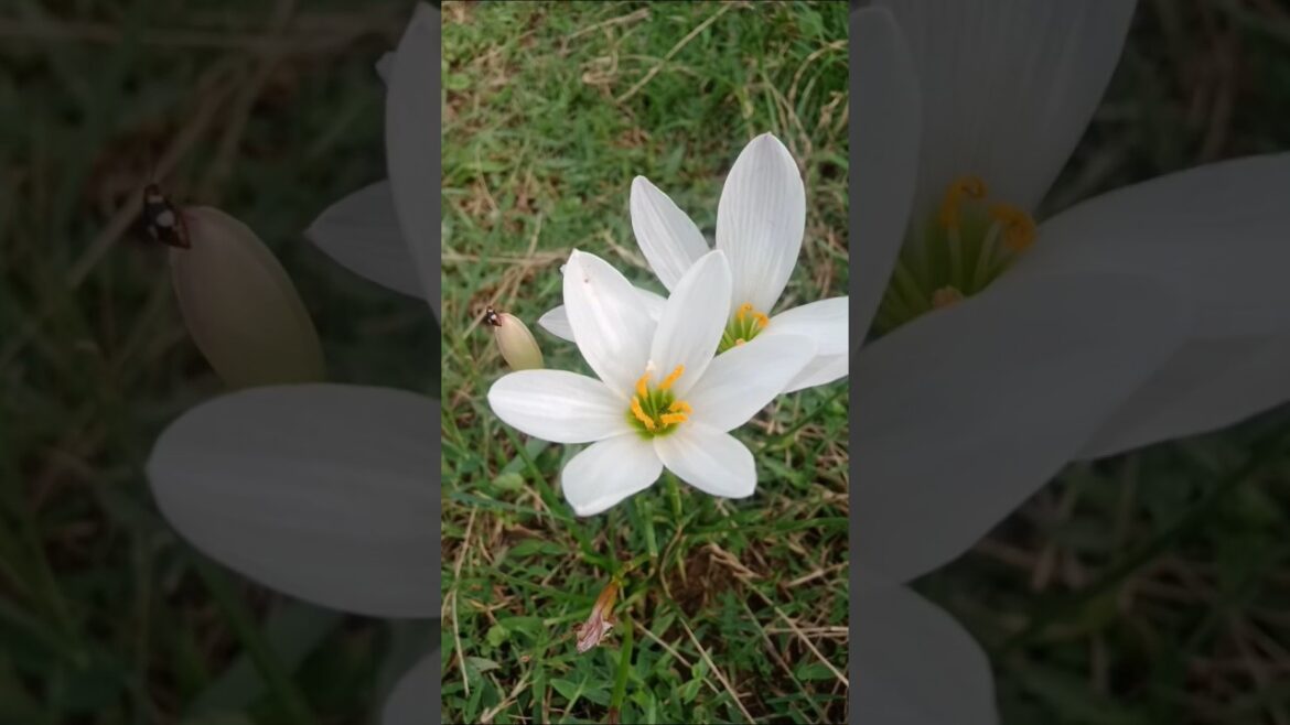 chamatkari purush#shortsfeed #ytshorts #viralshort 🌼🌸💐