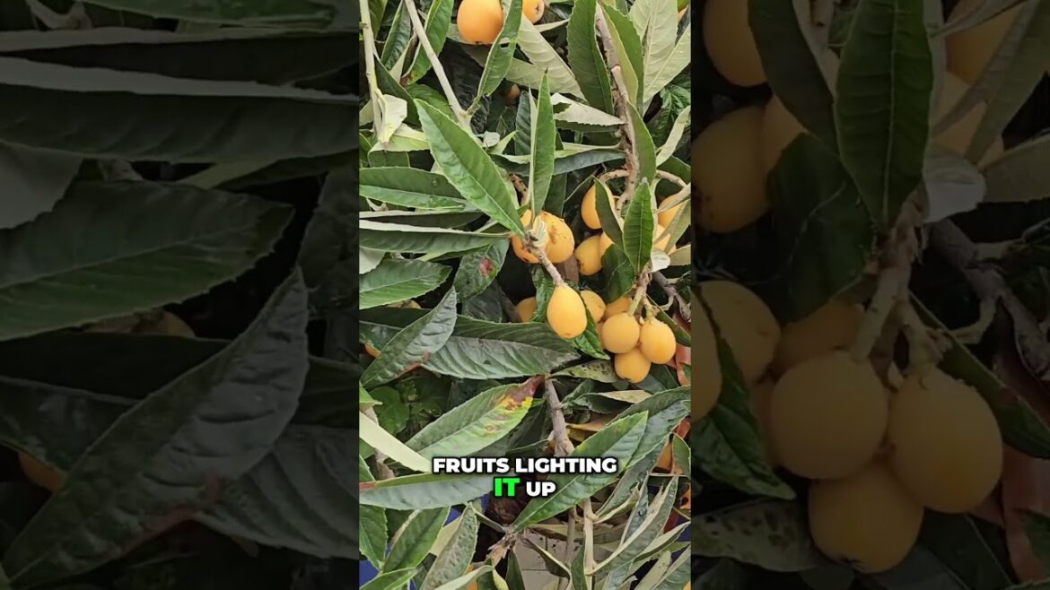 Dwarf Loquat ‘Christmas’ – A Majestic, Fruity Christmas Tree! 🎄🍑