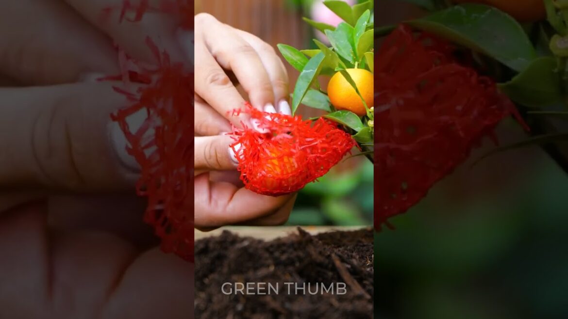 Ultimate DIY Guide for Family Garden Projects