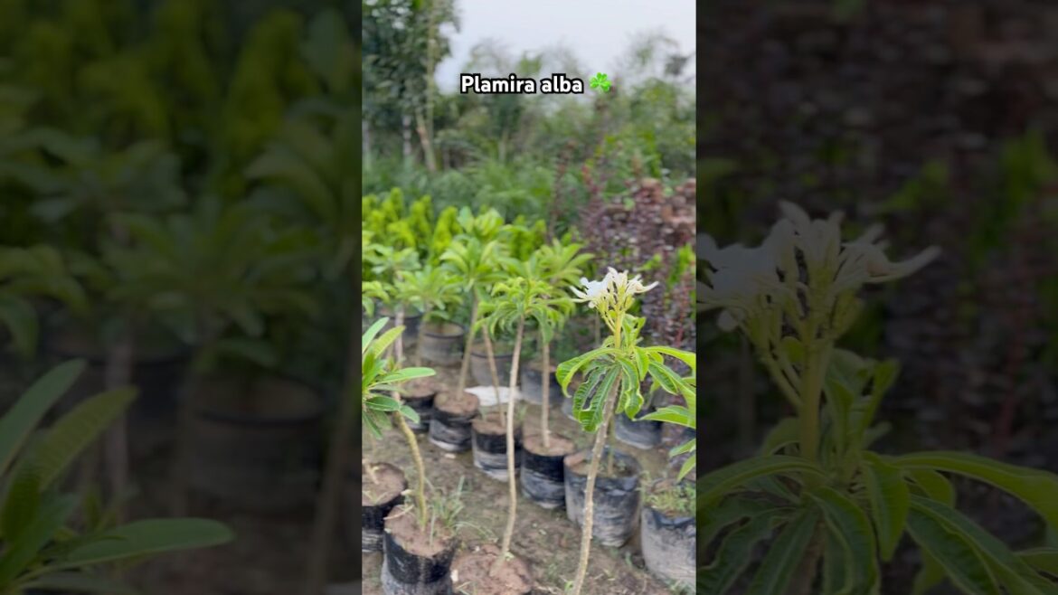 Plamira alba/champa available@WorldPlantation.nursery#nursery #gardening #plantsofindia #supply Plamira alba/champa available@WorldPlantation.nursery#nursery #gardening #plantsofindia #supply
