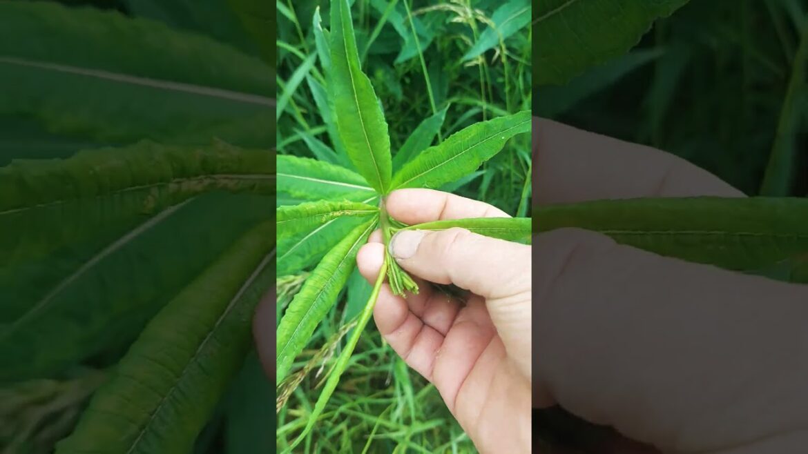 Upcoming Video: #forestresources- Rosebay Willowherb pt.I #survival #bushcraft #nature #ivanchai