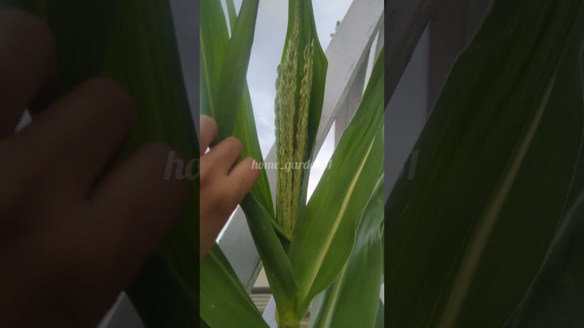 Growing sweet corn in container.... #garden #sweetcornplant