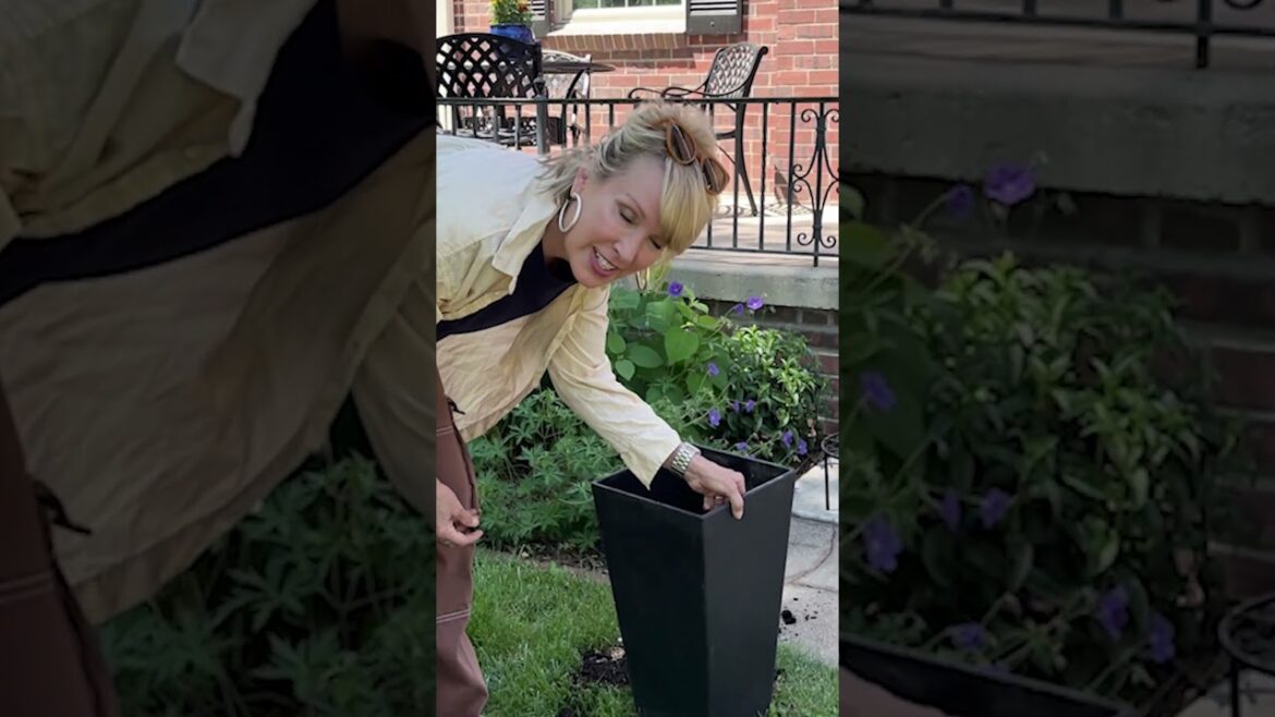 Container Mishap #cottagegarden #garden #gardendelight #greenthumb #betterboxwood Container Mishap #cottagegarden #garden #gardendelight #greenthumb #betterboxwood