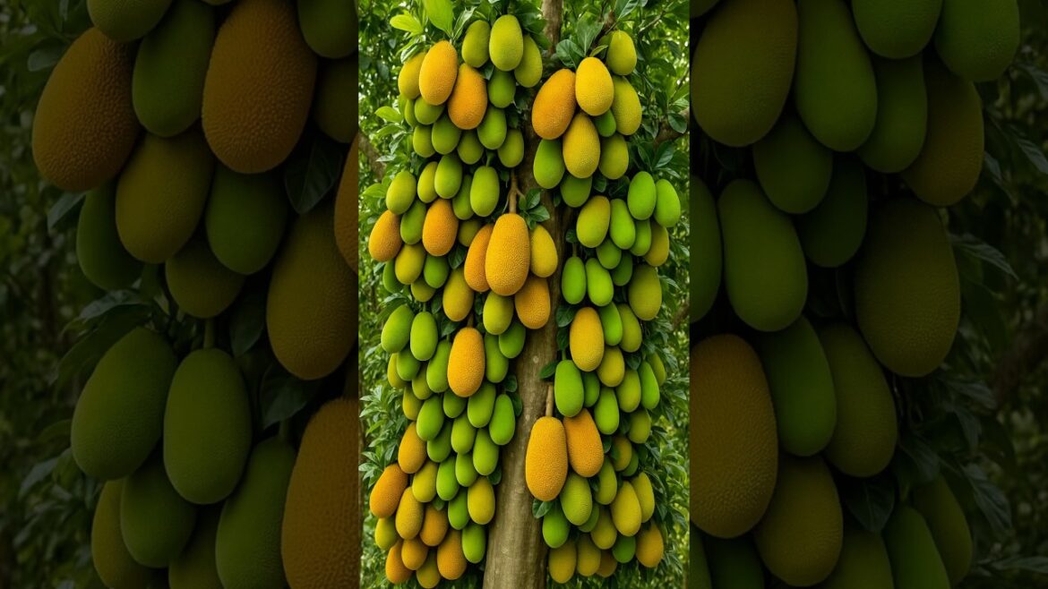 The Best Way to Graft Jackfruit Trees - Watch This!