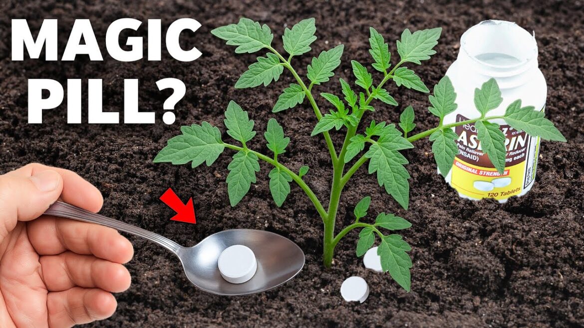 James Prigioni: One Pill and Tomato Plants Instantly Grow and Produce More Fruits One Pill and Tomato Plants Instantly Grow and Produce More Fruits