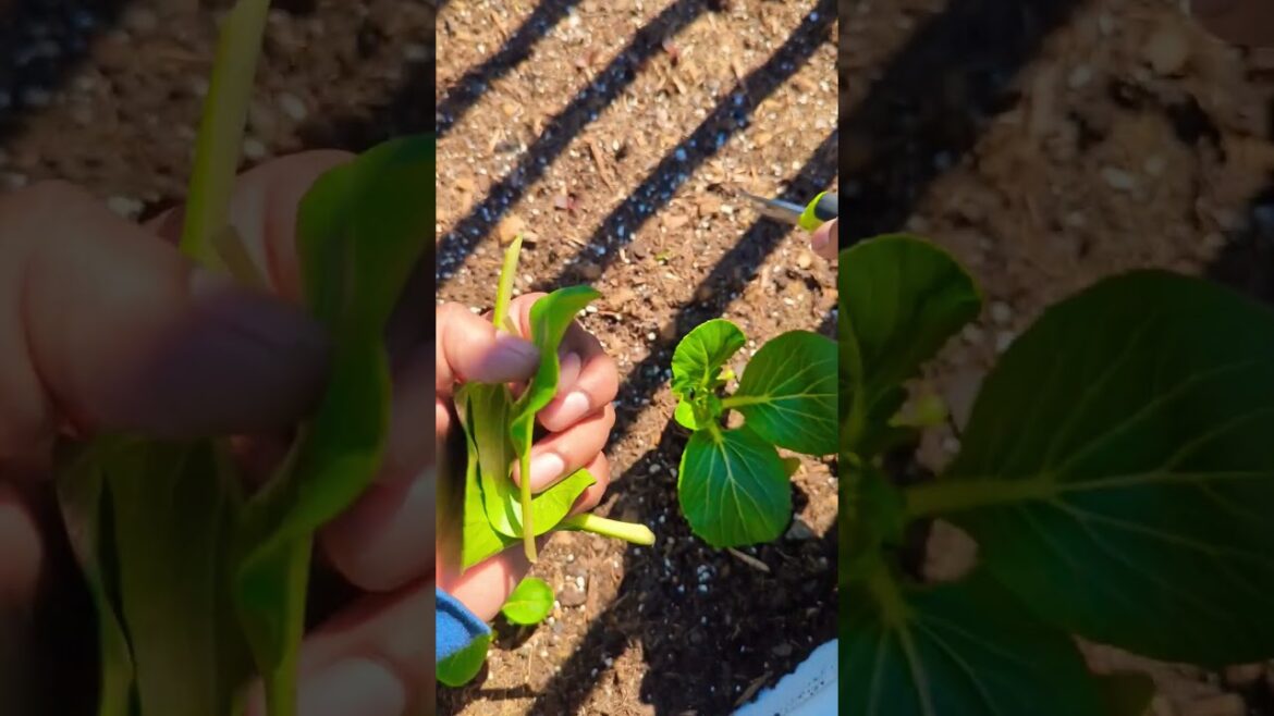 Harvest Bok Choy this way For a faster Production in less time #bokchoy #gardening #plants Harvest Bok Choy this way For a faster Production in less time #bokchoy #gardening #plants