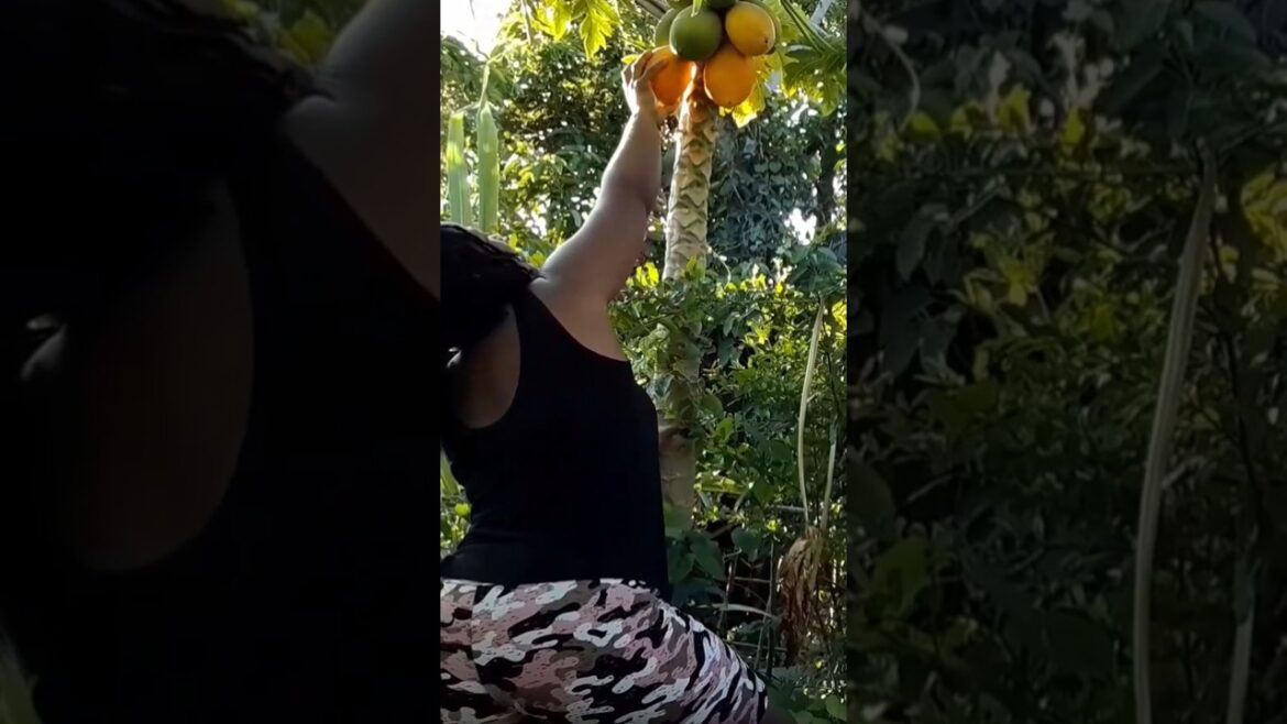Papayas From My Container Garden #shorts #food #viralvideo #youtube #youtubevideo Papayas From My Container Garden #shorts #food #viralvideo #youtube #youtubevideo