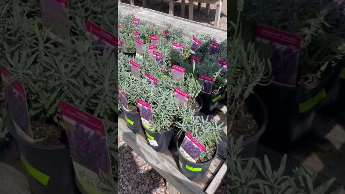 CVA x Gardener's Supply