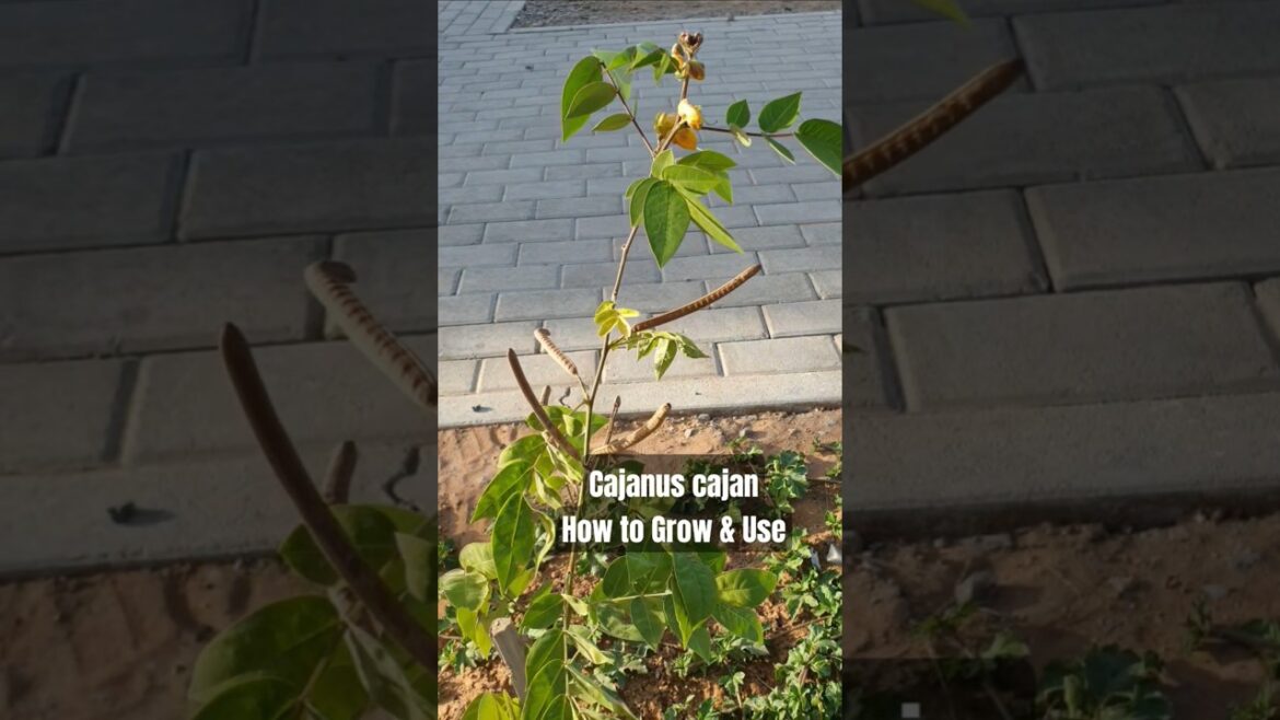 Organic Farming like this #shorts #youtube Organic Farming like this #shorts #youtube