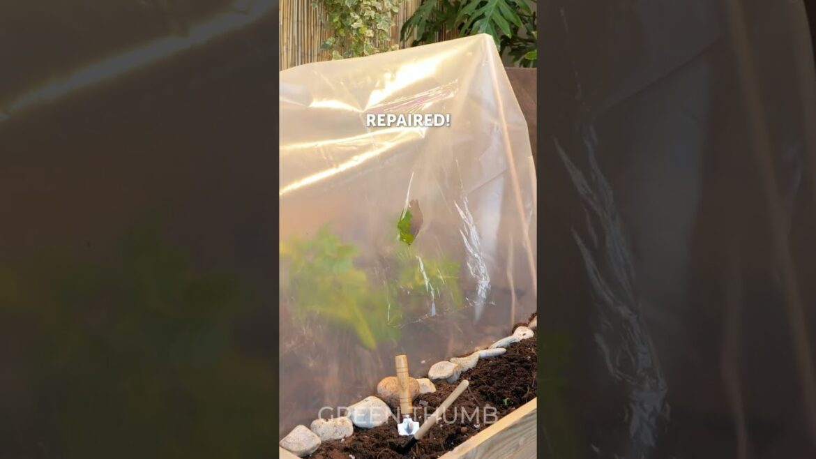 Must-know hacks to grow a healthy garden! 💐