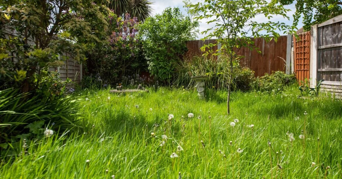 Amazon’s £22 garden gadget ‘rips out weeds in seconds’ Ipso logo