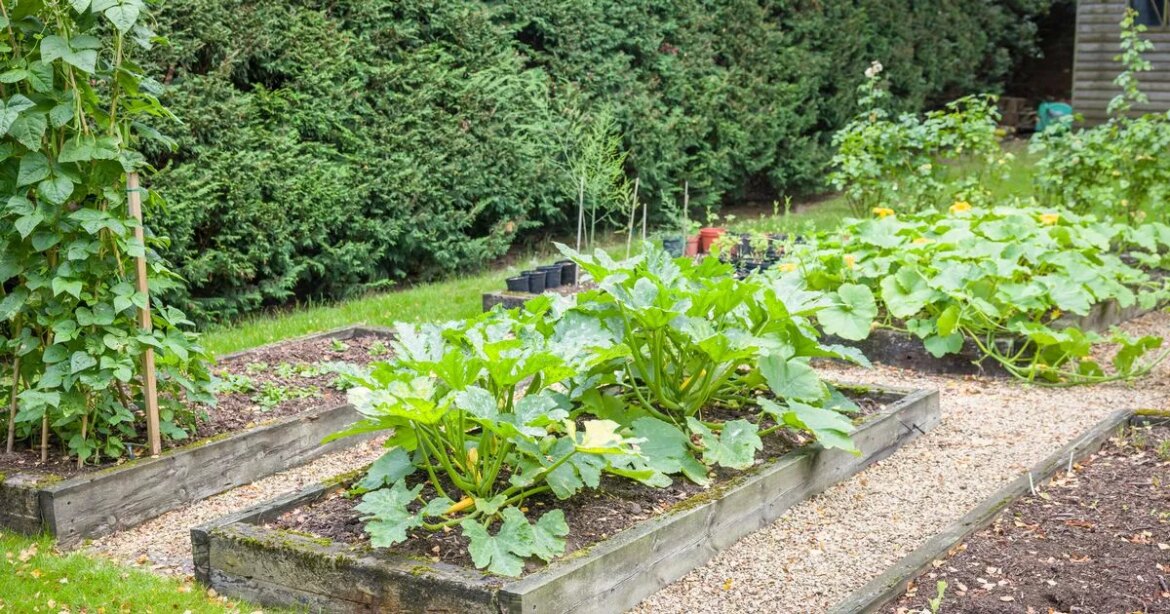 UK households urged to dissolve 54p tablet in water and feed to certain plants Ipso logo