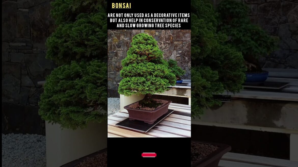 Bonsai Tree Japanese Technique Of Growing Minature Trees#shorts#facts #information