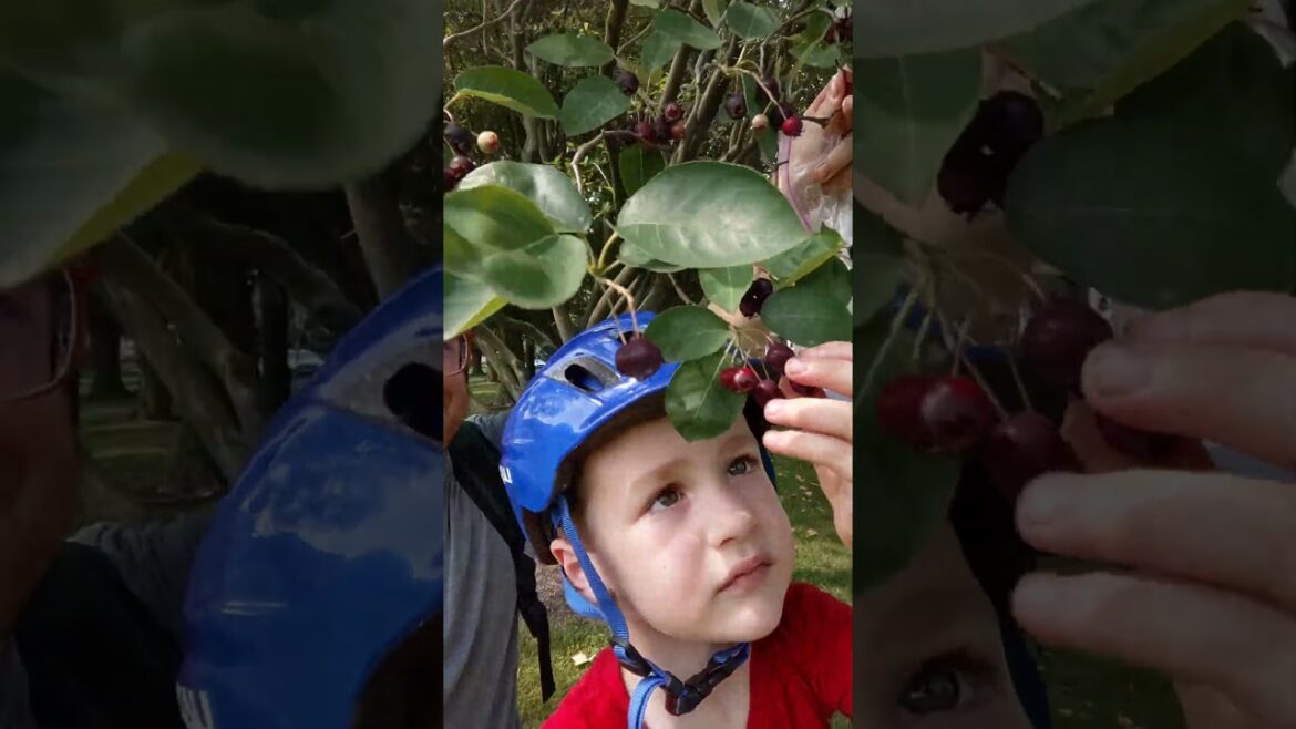 Is This The Best Tree?? Is This The Best Tree??