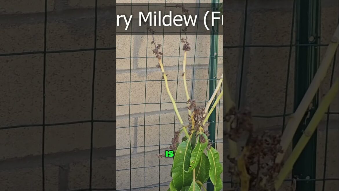 Grafted Little Gem Mango Tree – Early Fruit Surprise! 🥭🌱