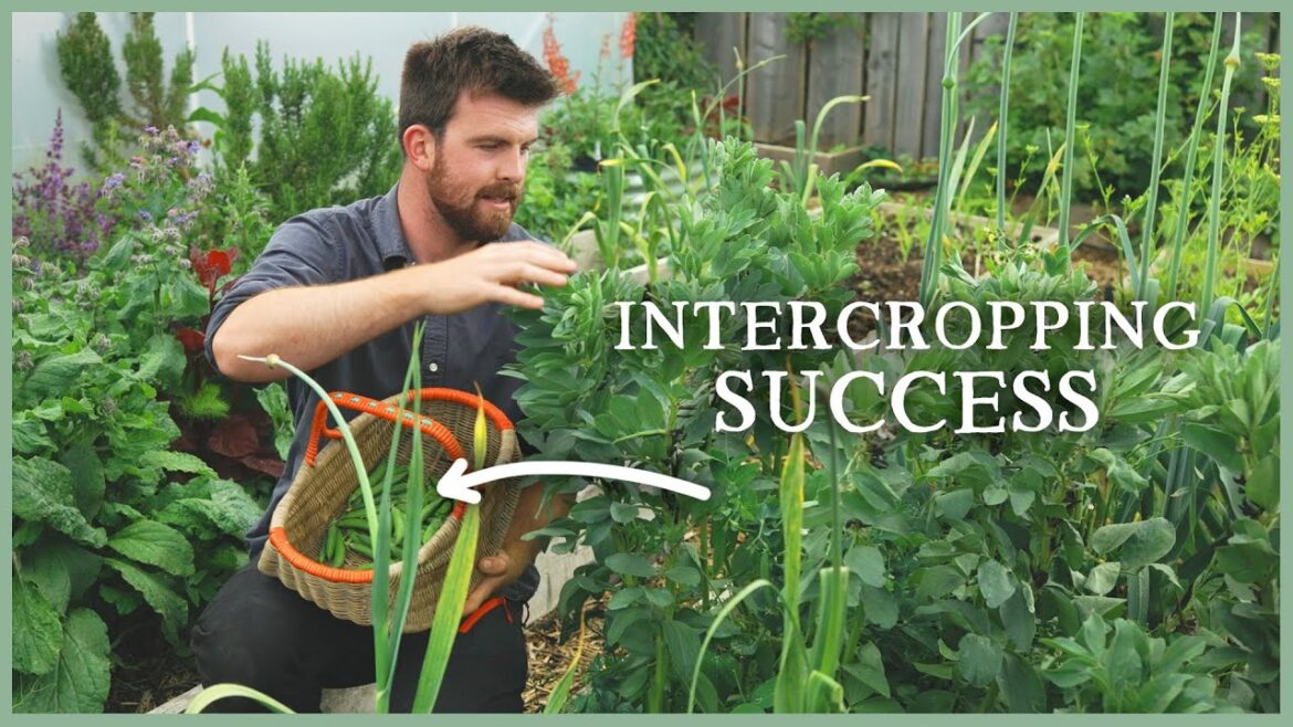 Planting Trick for Small Spaces, Rambling Roses & More Plantings | The Kitchen Garden Ep7