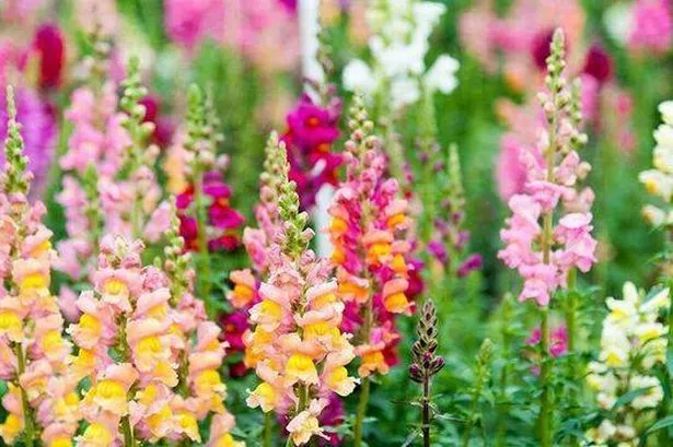 Snapdragons are a top choice for December planting