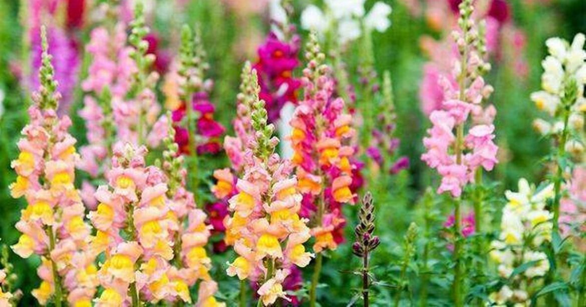 Gardeners urged to plant 5 flowers that thrive without water even in summer trust project logo