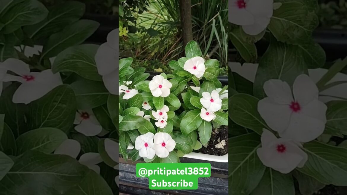 🌱Variety of vinca plant ☘️ #garden #youtube #viral 🌱Variety of vinca plant ☘️ #garden #youtube #viral