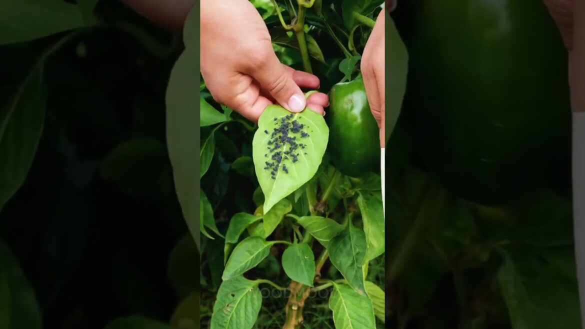 Sorry to bug you, but you need to see these pest hacks 🐜 Sorry to bug you, but you need to see these pest hacks 🐜