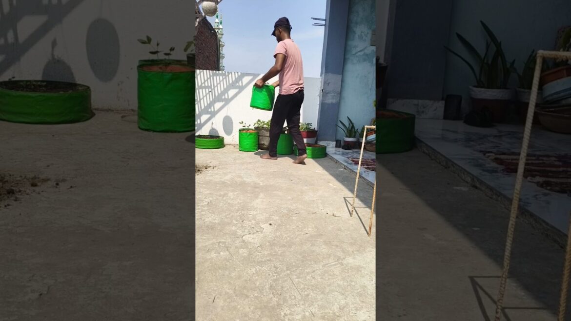 करेले के बीज। #kitchengarden #vegetables #gardeningideas #garden #shorts #shahbaag करेले के बीज। #kitchengarden #vegetables #gardeningideas #garden #shorts #shahbaag