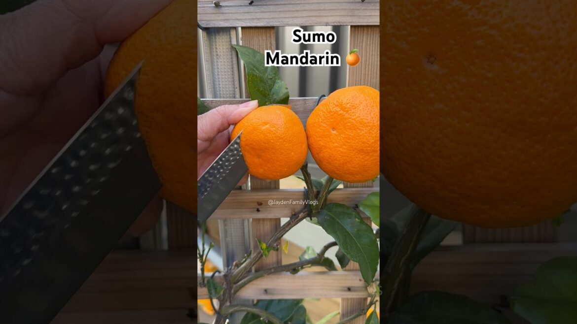 Let’s try Sumo Mandarin 😱 #shorts #satisfying #fruit #enjoy #garden Let’s try Sumo Mandarin 😱 #shorts #satisfying #fruit #enjoy #garden